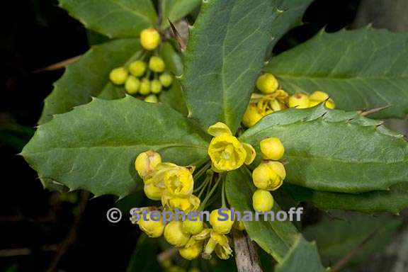 berberis sargentiana 3 graphic